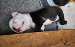 Boston Terrier dogs for sale: REDUCED!! Boston terriers DELIVERY!. - Image 28