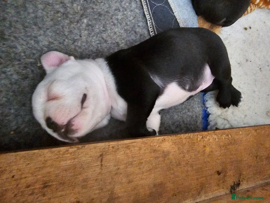 Boston Terrier dogs for sale: REDUCED!! Boston terriers DELIVERY!. - Image 28