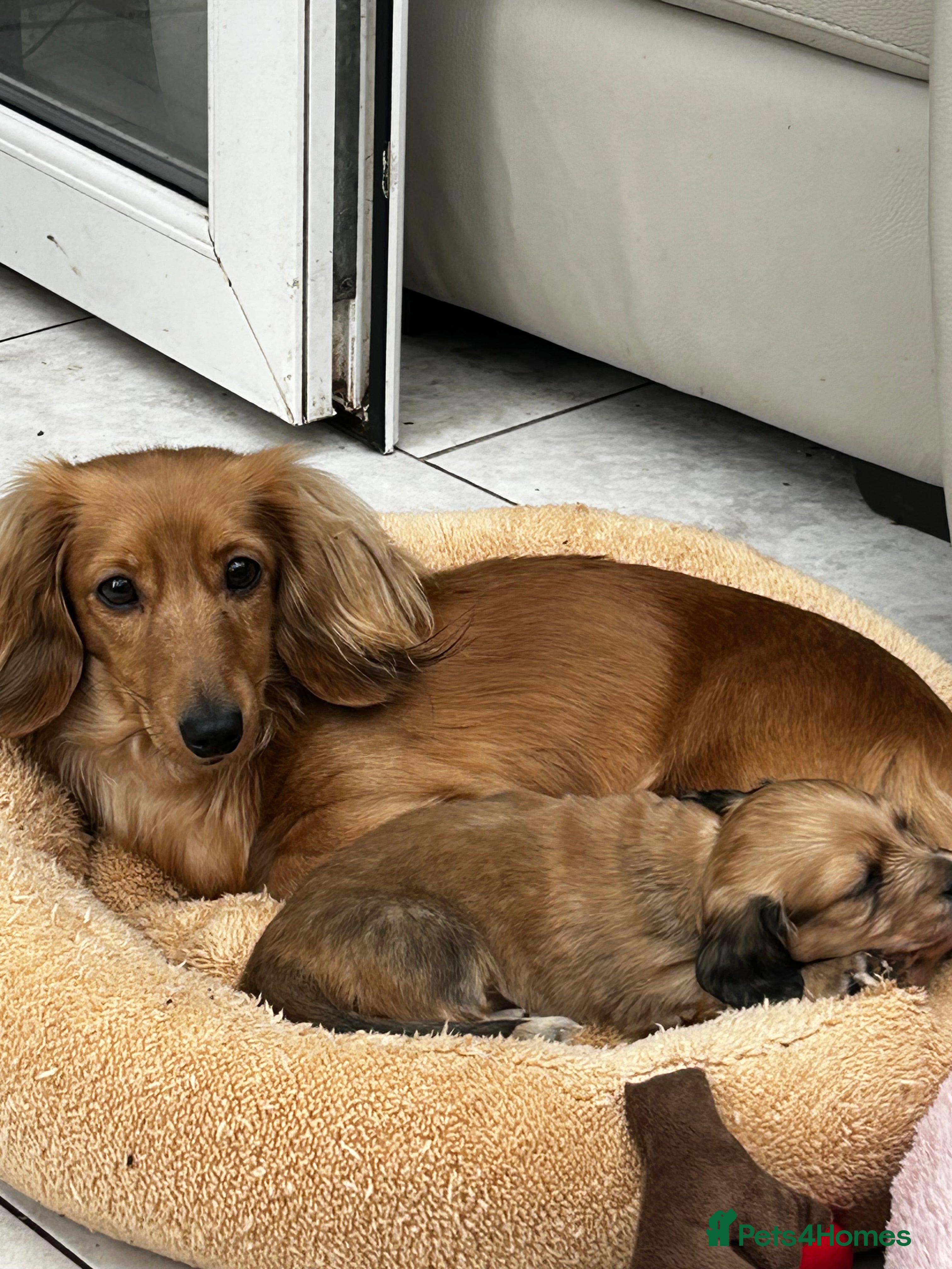 Dachshund dogs Long-haired Boy  - Advert 2