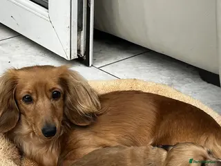 Dachshund dogs Long-haired Boy - Advert 2
