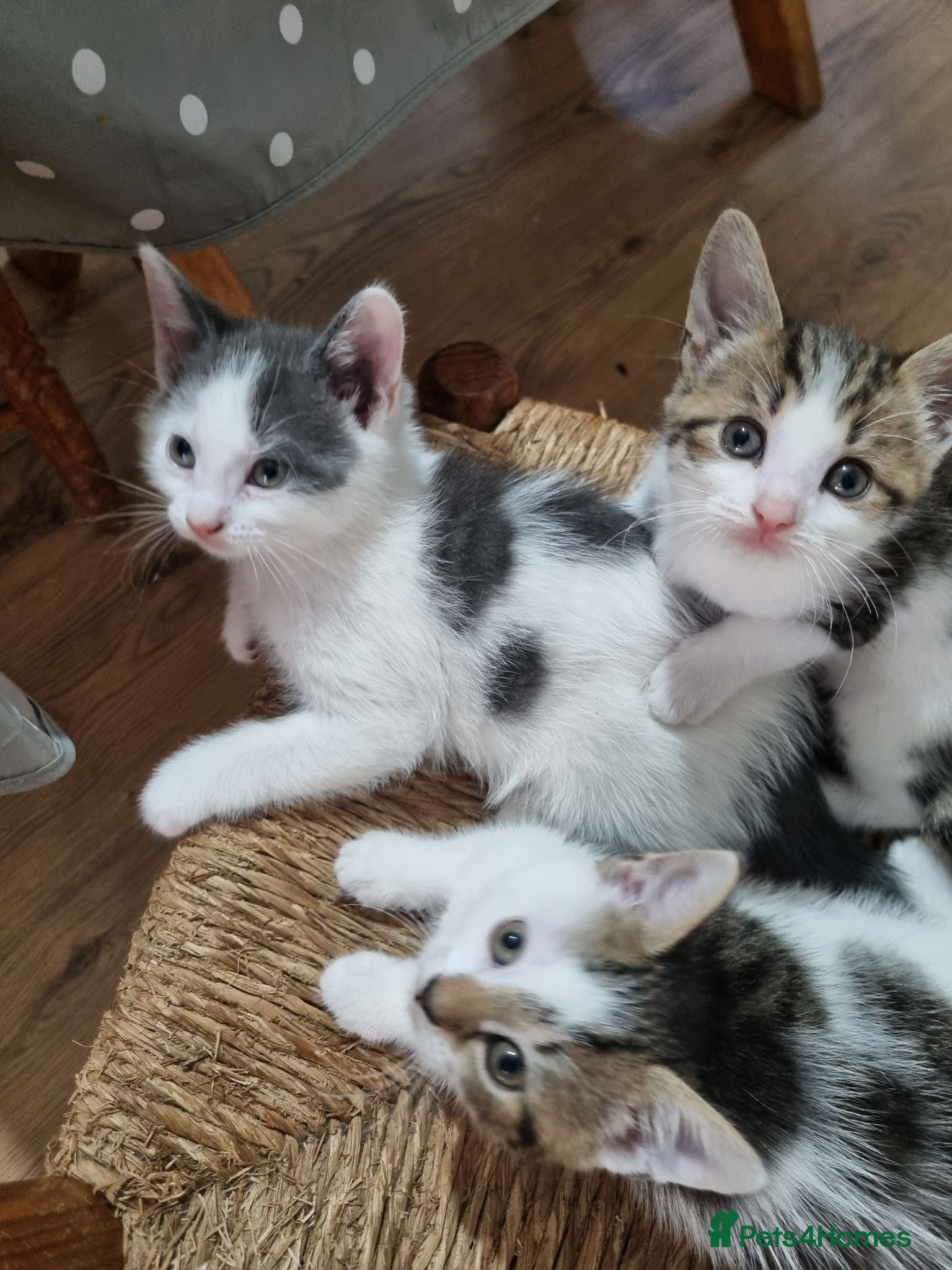 Mixed Breed cats 3 Kittens Ready to leave - Advert 3
