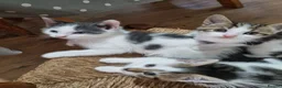 Mixed Breed cats for sale: 3 Kittens Ready to leave in Smethwick - Advert 1