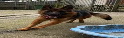 German Shepherd dogs for sale: German shepherd bitch for re home - Advert 2