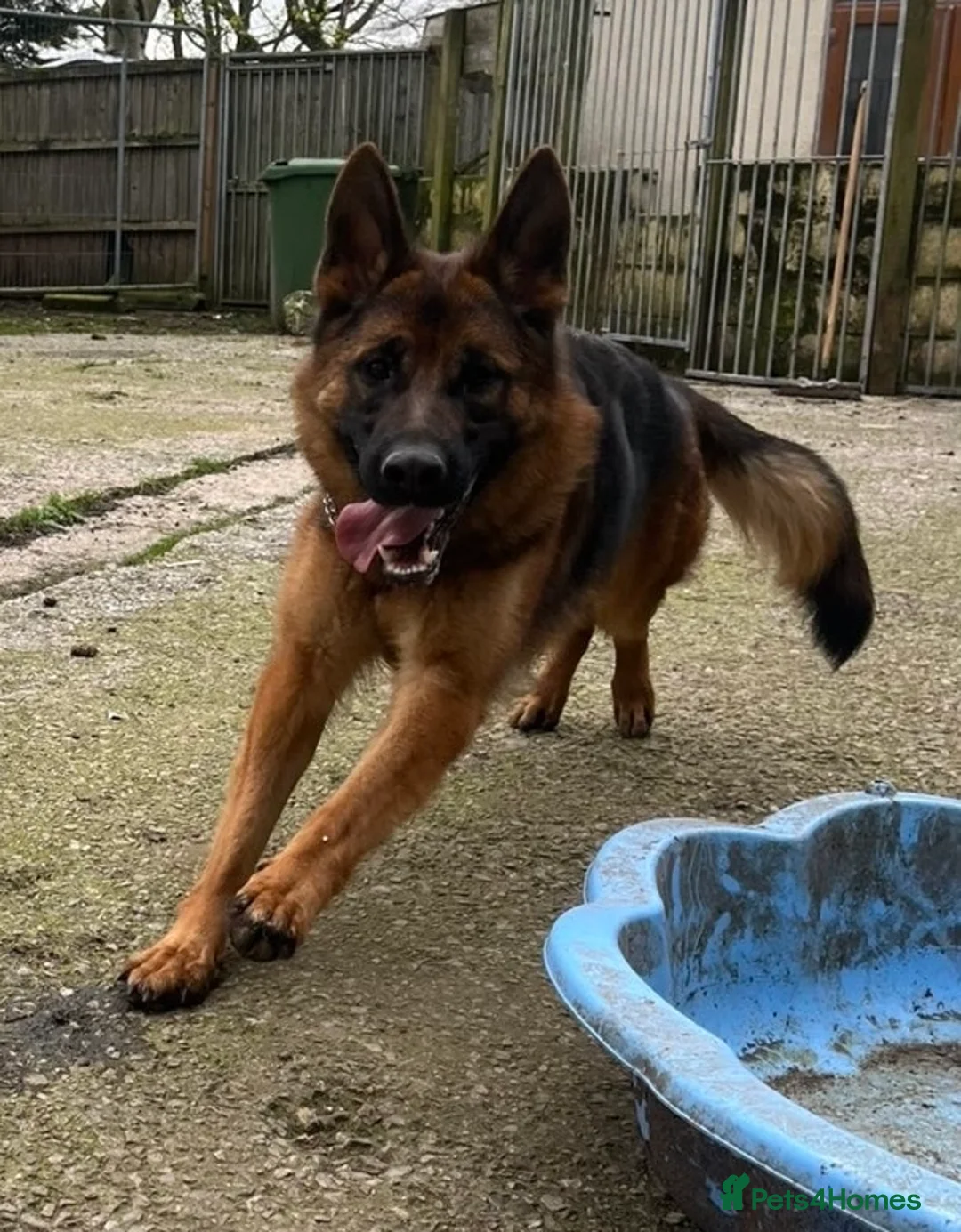 German Shepherd dogs for sale: German shepherd bitch for re home - Advert 2