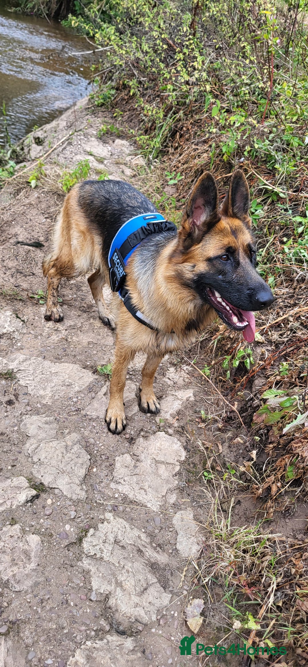 German Shepherd dogs for sale: Friendly Female German Shepherd –Strong Bloodlines - Advert 2