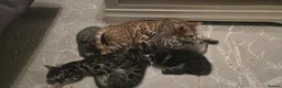 Bengal cats for sale: Bengal cross Kittens seeking forever homes - Advert 10