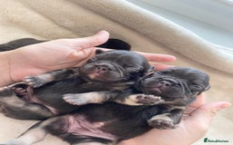 French Bulldog dogs for sale: Beautiful litter off French bulldog puppies  - Image 7