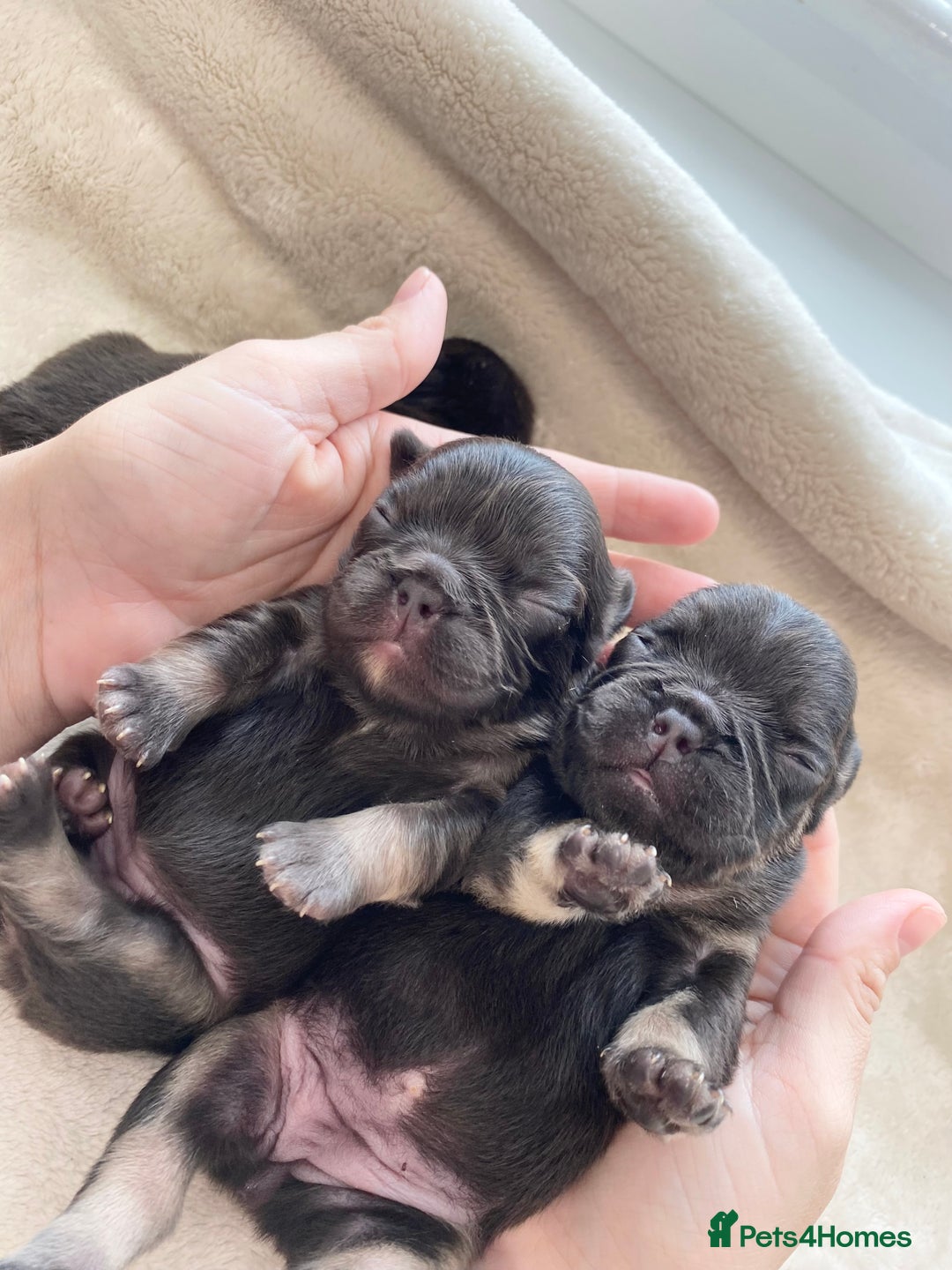 French Bulldog dogs for sale: Beautiful litter off French bulldog puppies  - Image 7