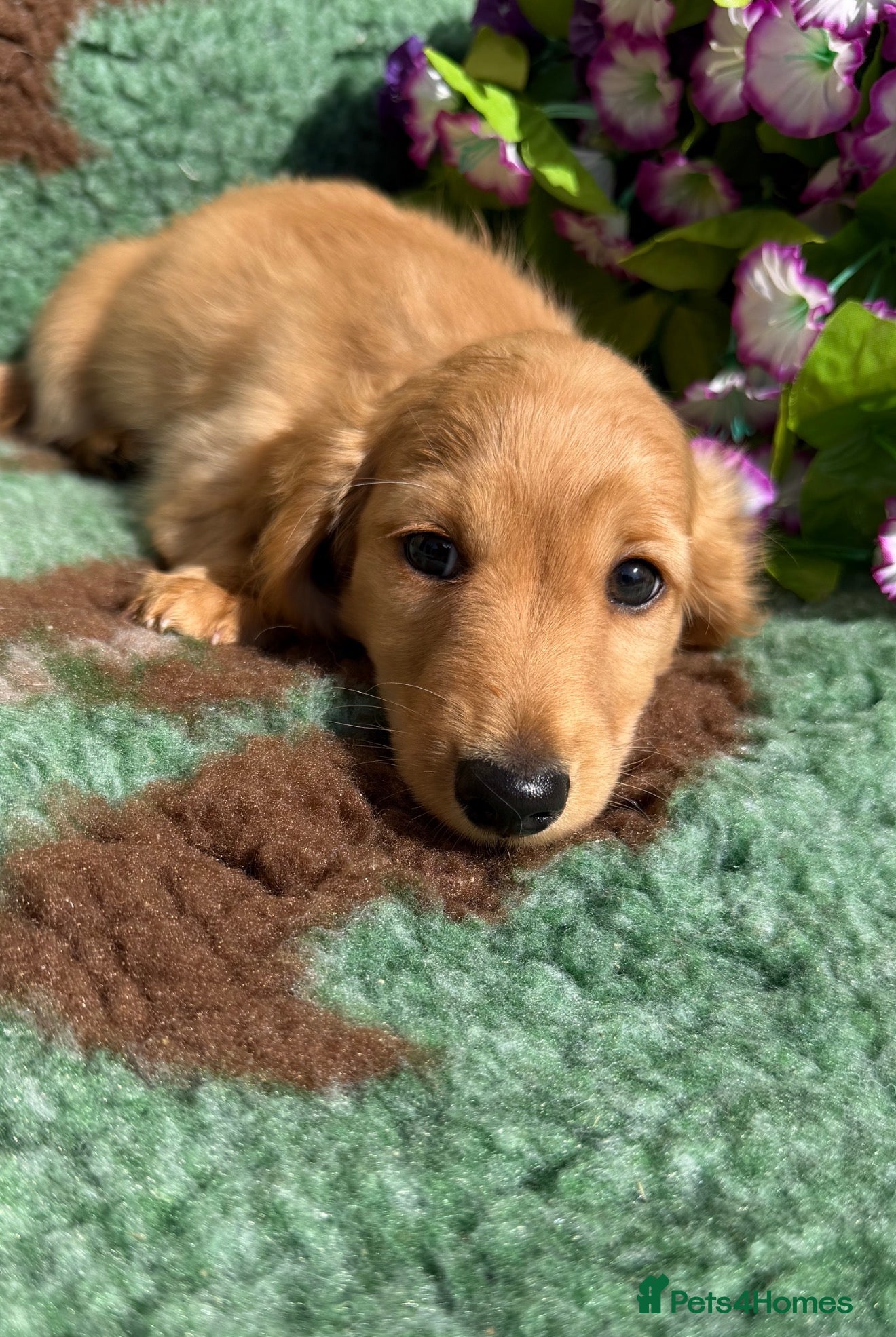 Miniature Dachshund dogs 🧡💛Stunning Longhaired Dachshund Puppies💛🧡 - Advert 10