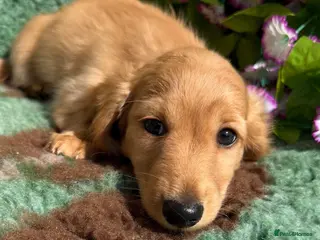 Miniature Dachshund dogs 🧡💛Stunning Longhaired Dachshund Puppies💛🧡 - Advert 10