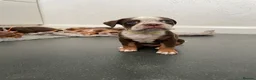 Old Tyme Bulldog dogs for sale: 8 OLD TYME BULLDOGS FOR SALE in London - Advert 39