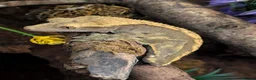 Gecko reptiles for sale: Crested Gecko - Advert 7