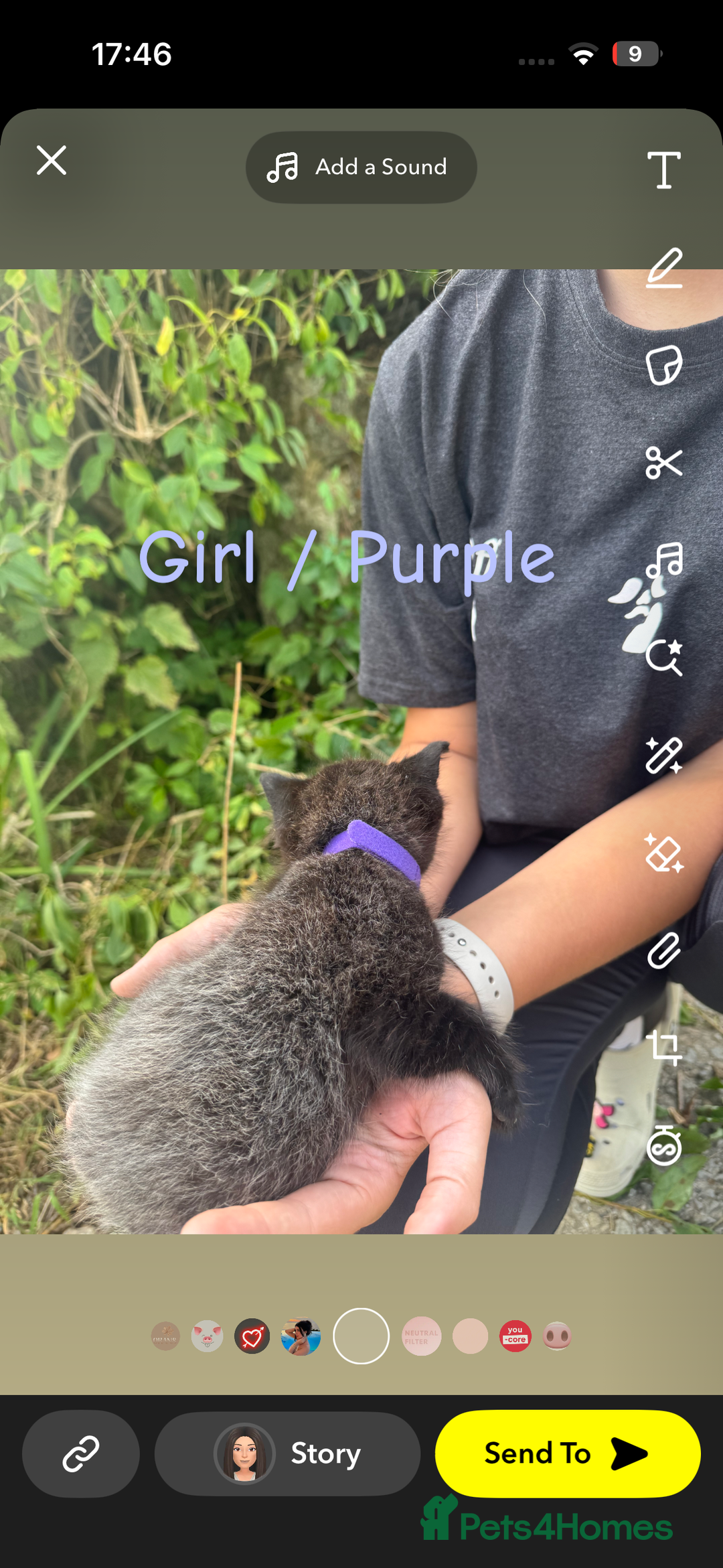 Mixed Breed cats for sale: Kittens mix breed - Image 6