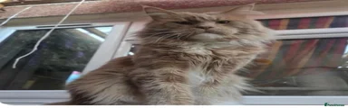 Maine Coon 1