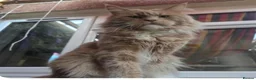 Maine Coon cats for sale: Dual registered maine coon for rehoming - Advert 2