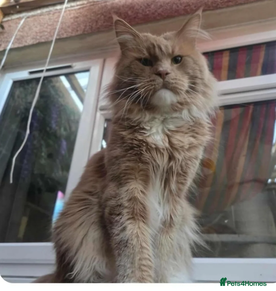 Maine Coon cats for sale: Dual registered maine coon for rehoming - Advert 2