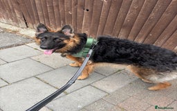 German Shepherd dogs for sale: Rehoming 1 Year Old German Shepherd Male - Image 10
