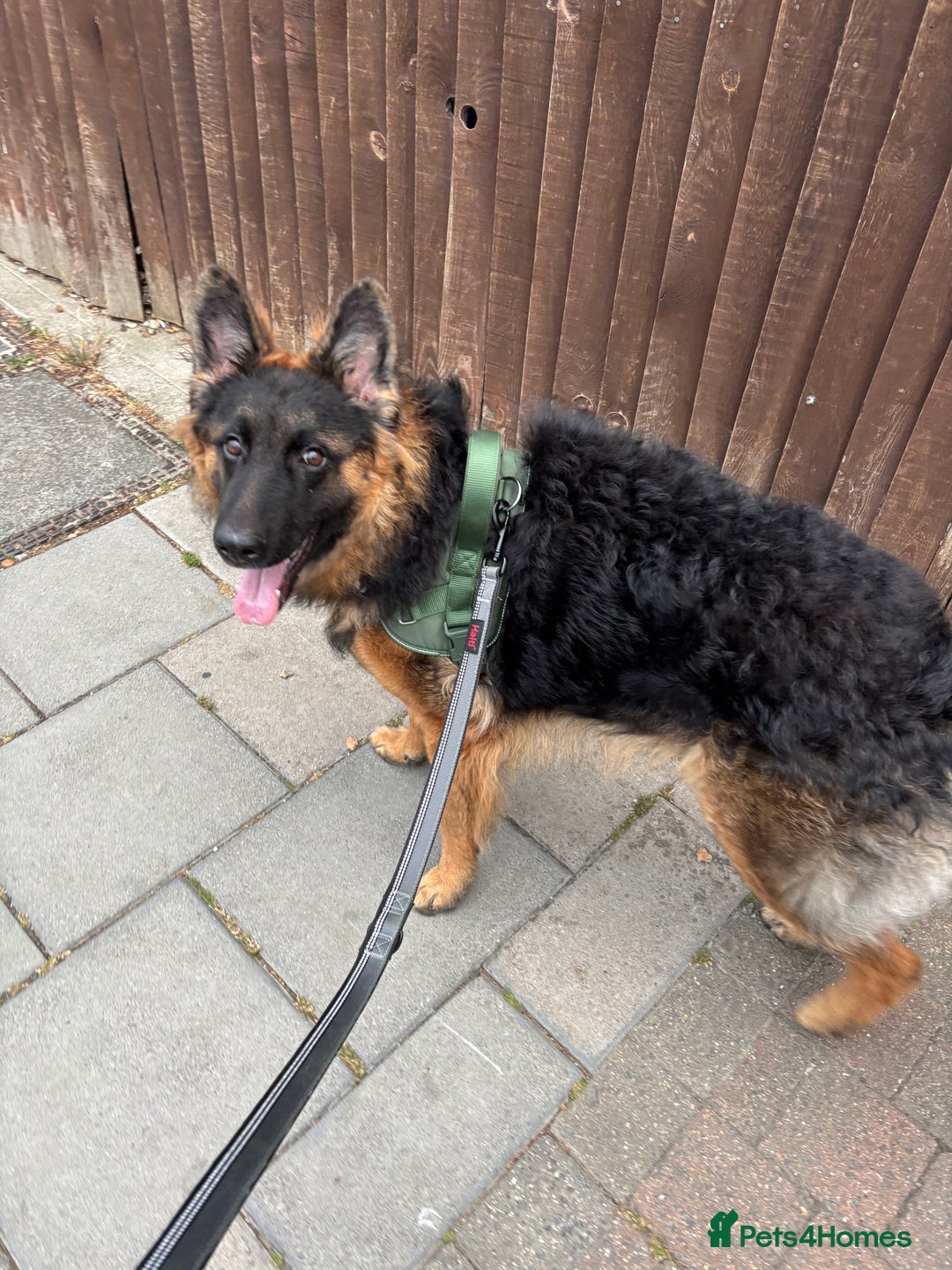 German Shepherd dogs for sale: Rehoming 1 Year Old German Shepherd Male - Image 10