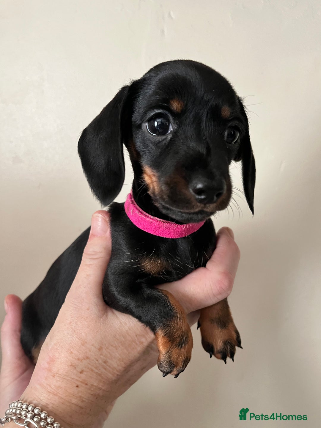 Dachshund dogs for sale: Miniature Dachshund Pups  - Advert 13