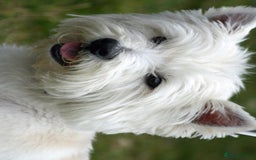 West Highland Terrier dogs for sale: WESTIE GIRL WANTED - Image 1