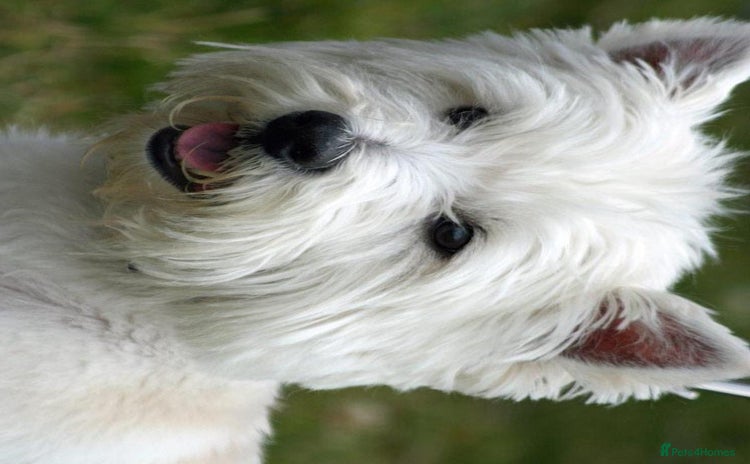 West Highland Terrier dogs - Advert 1