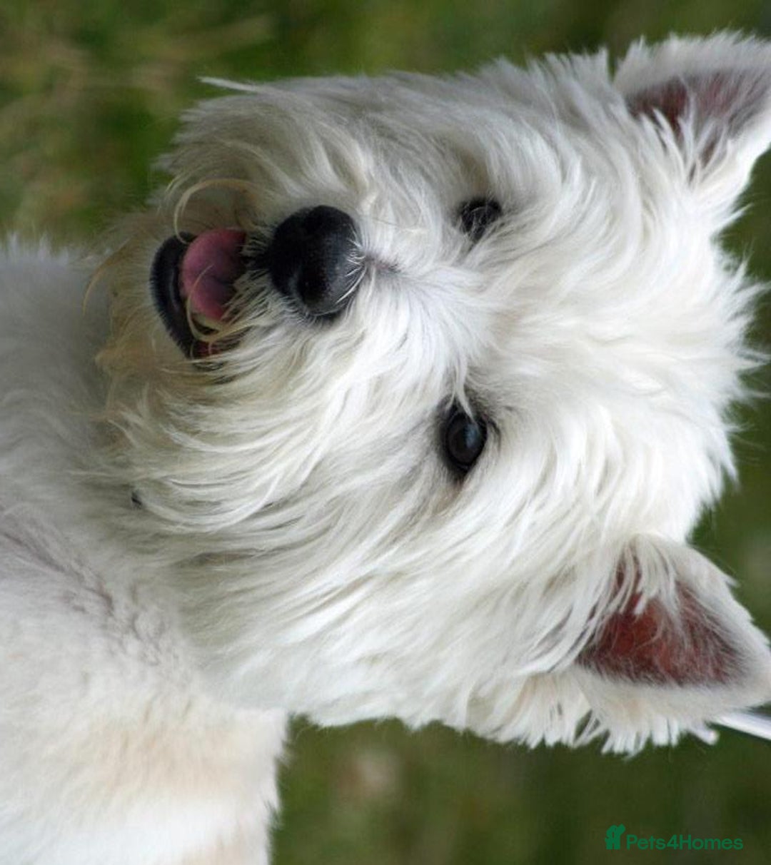 West Highland Terrier dogs for sale: WESTIE GIRL WANTED - Image 1