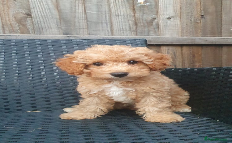 Cavapoo dogs - Advert 4