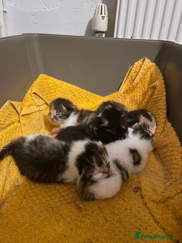 Mixed Breed cats 4 kittens available - Advert 2