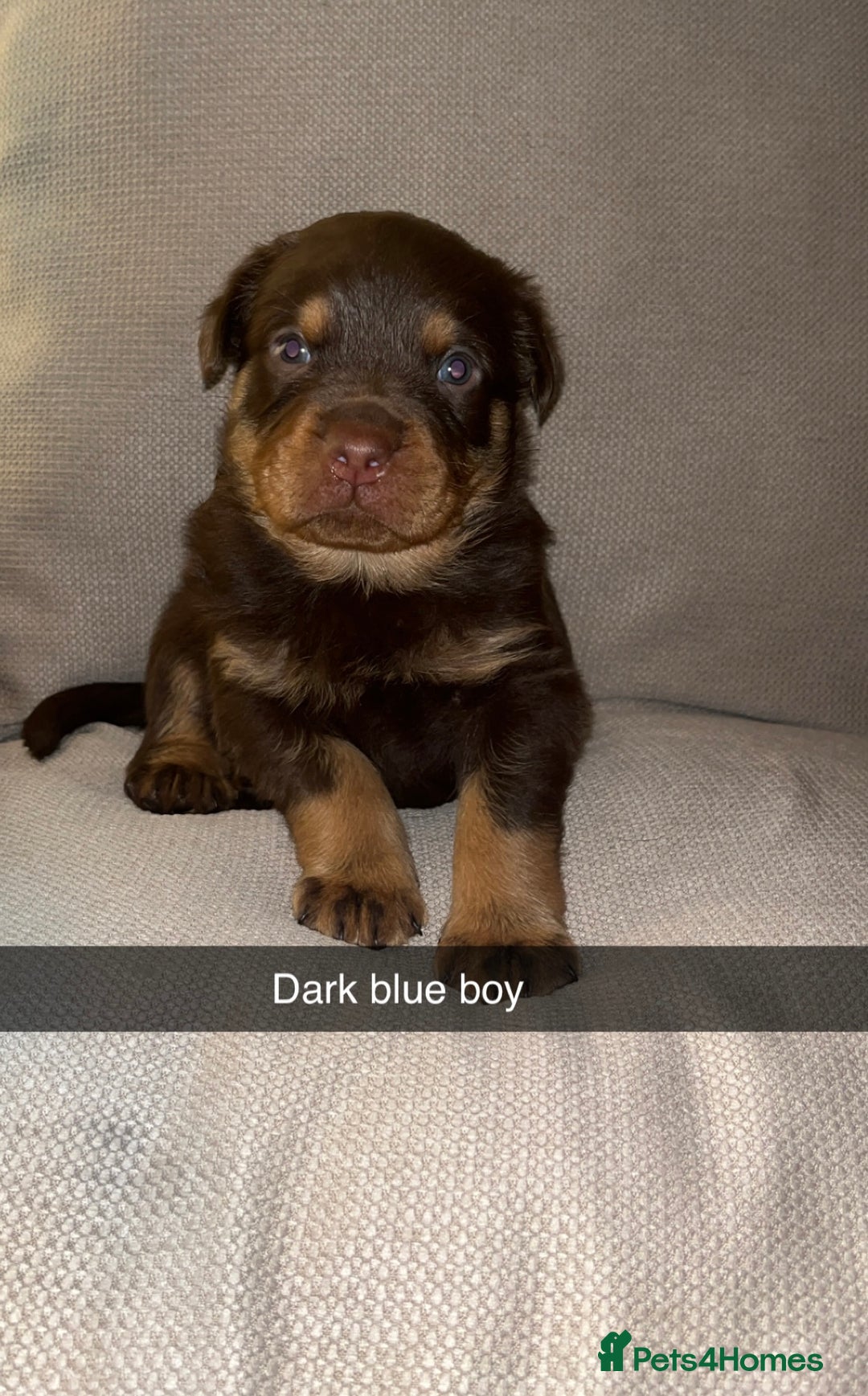 Rottweiler dogs for sale: Black & tan and red Rottweiler puppies - Advert 4