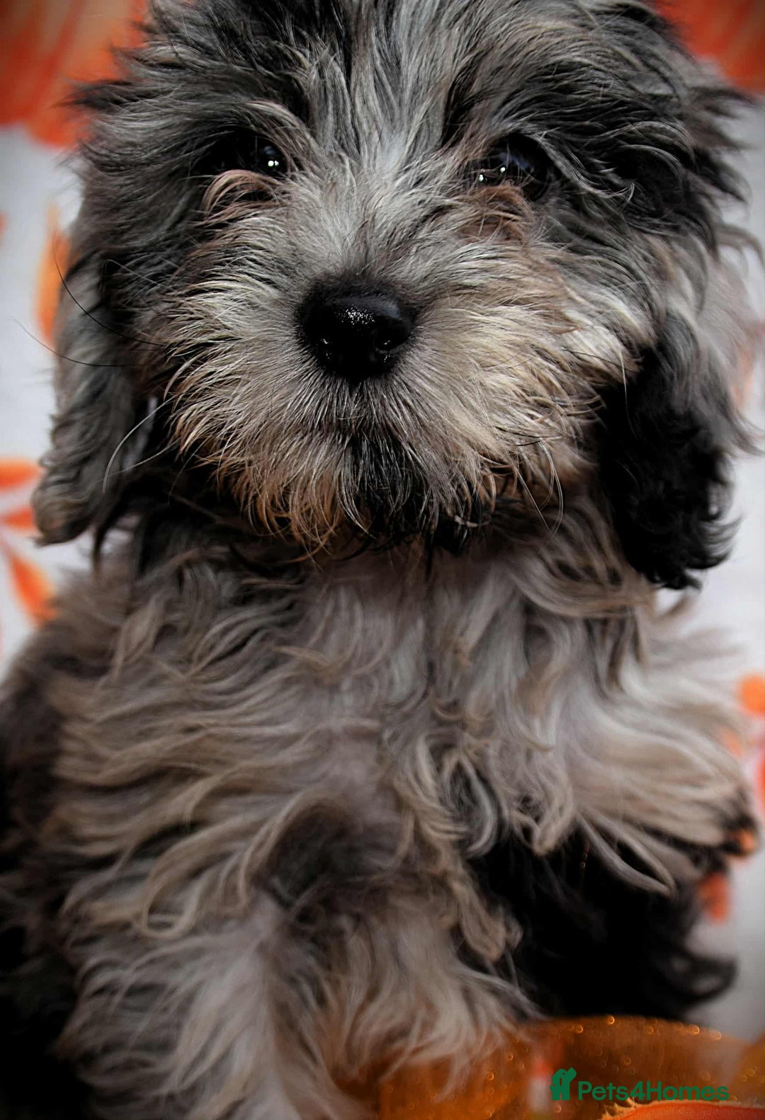Cockapoo dogs for sale: Ready to go 10 October tiny toy cockapoos  - Image 18