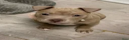 American Bulldog dogs for sale: American pocket bulldog female  - Advert 9