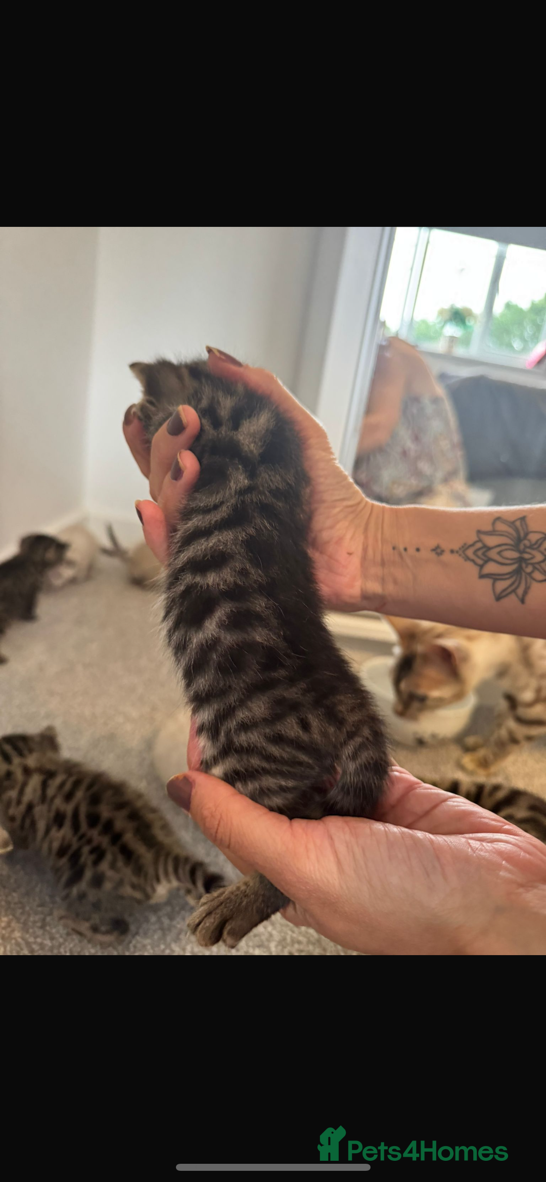 Bengal cats for sale: Snow bengal and charcoal bengal X - Image 9