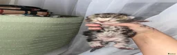 Mixed Breed cats for sale: Kittens - Advert 5