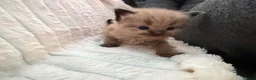 Ragdoll cats for sale: Mink ragdoll kittens  - Advert 18