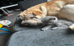Shar Pei dogs for sale: Shar pei  - Image 4