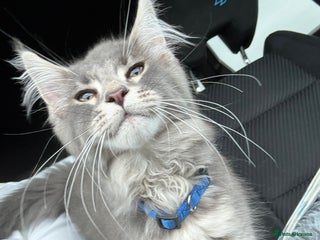 Maine Coon cats Maine coon XL - Advert 16