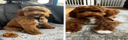 Goldendoodle dogs for sale: WAITING LIST OPEN - AUSSIE DOODLES  - Advert 26