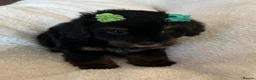 Cavapoo dogs for sale: Curly Toy Cavapoo’s from health tested parents - Advert 17