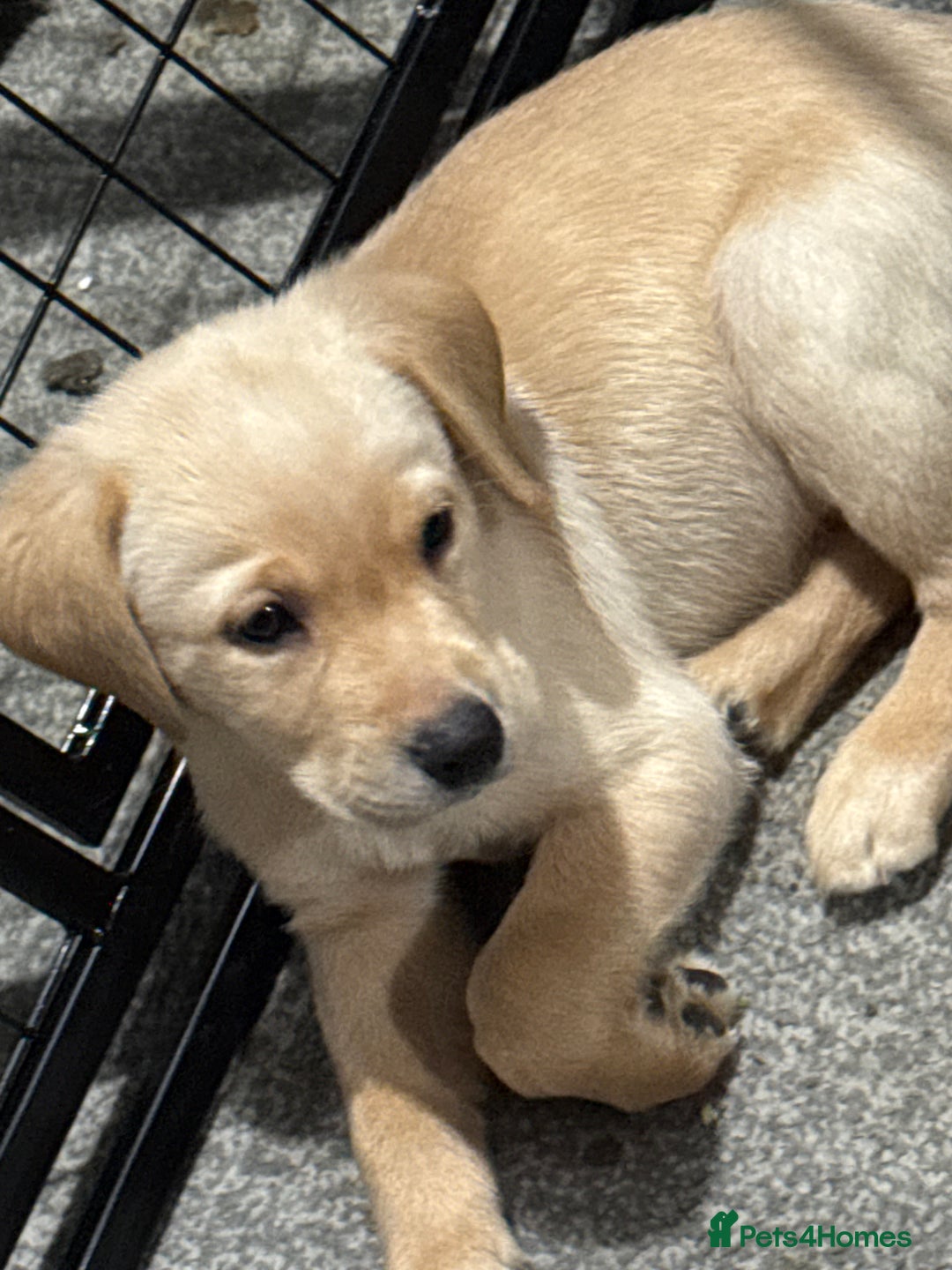 Labrador Retriever dogs for sale: 9 week old Labrador Puppies, - Advert 21