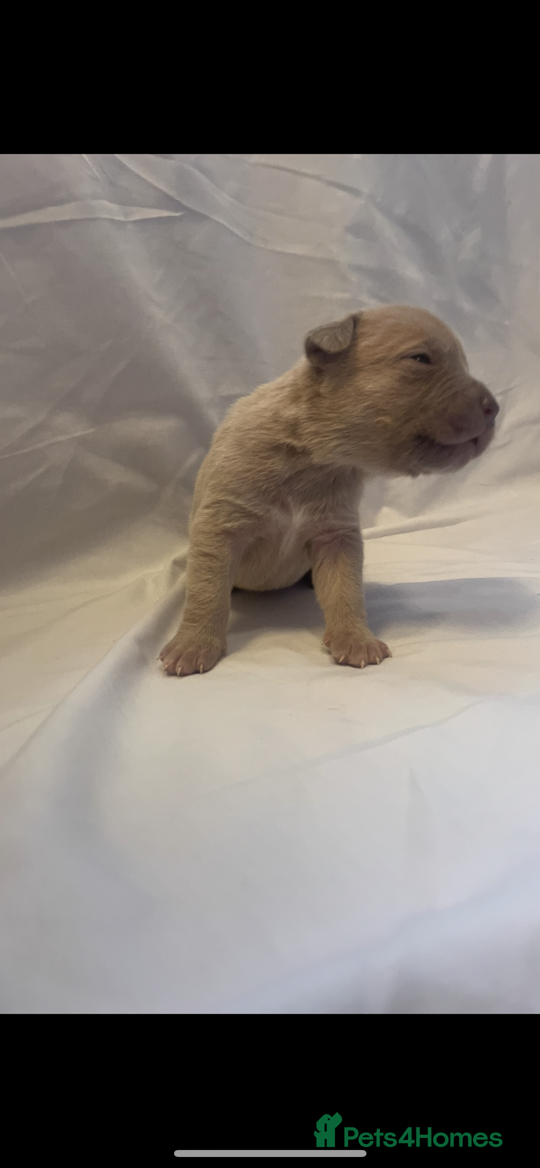 Mixed Breed dogs for sale: Cane Corso X mastiff - Image 4