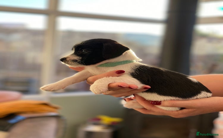Jack Russell dogs - Advert 1