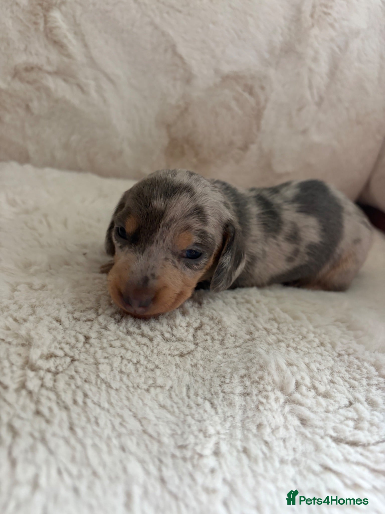 Miniature Dachshund dogs Miniature dachshund puppies  - Advert 1
