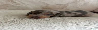 Miniature Dachshund 1