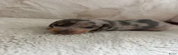 Miniature Dachshund dogs for sale: Miniature dachshund puppies  in Ripon - Advert 1