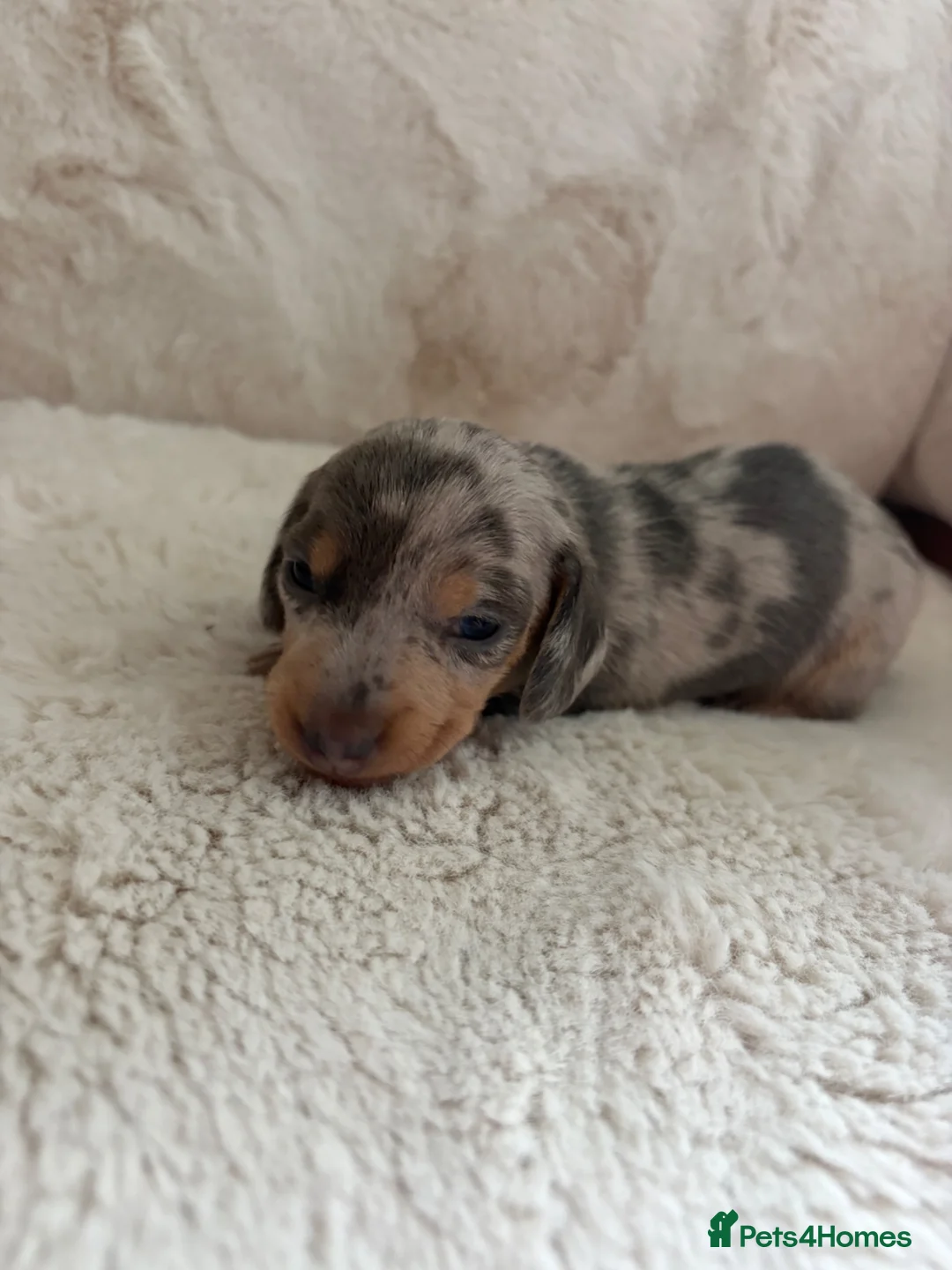 Miniature Dachshund dogs for sale: Miniature dachshund puppies  in Ripon - Advert 1