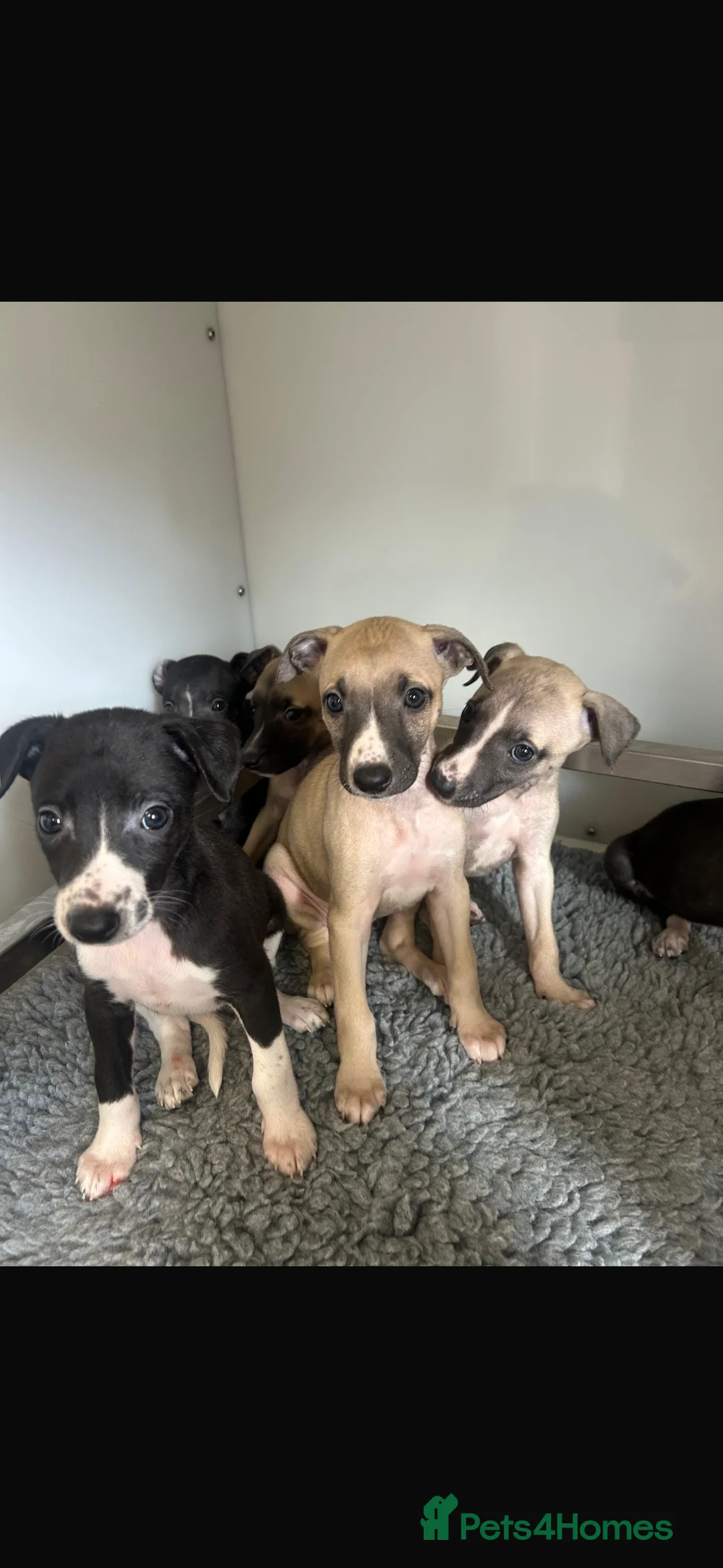 Whippet dogs for sale: KC REGISTERED WHIPPETS  in Liverpool - Advert 16