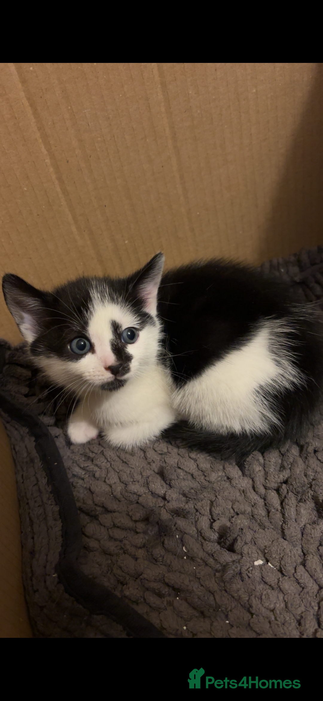 American Shorthair cats for sale: Kittens for Sale - Advert 3