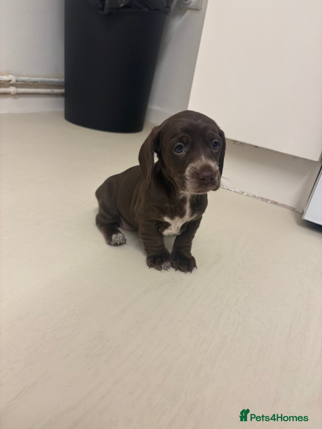 Miniature Dachshund dogs for sale: Miniature dachshund X cocker spaniel puppies  - Advert 8