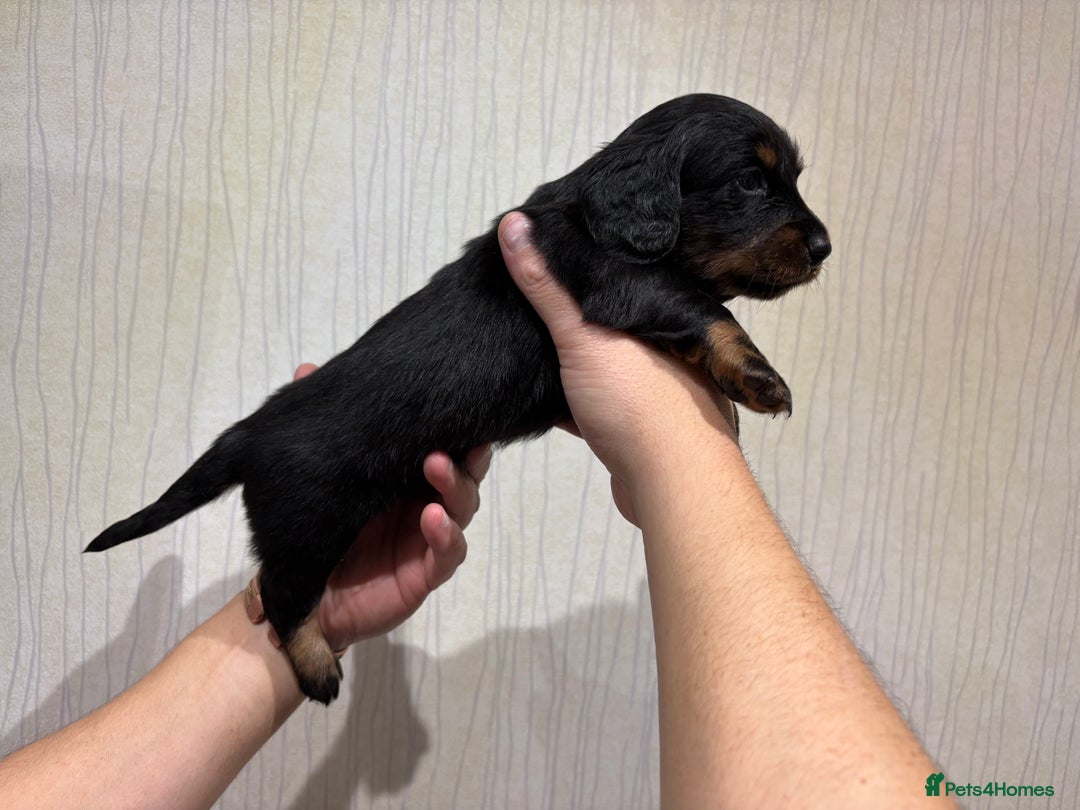 Dachshund dogs for sale: Standard Dachshund Puppies - Advert 8