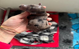 Miniature Poodle dogs for sale: Beautiful health tested miniature poodles  - Image 12